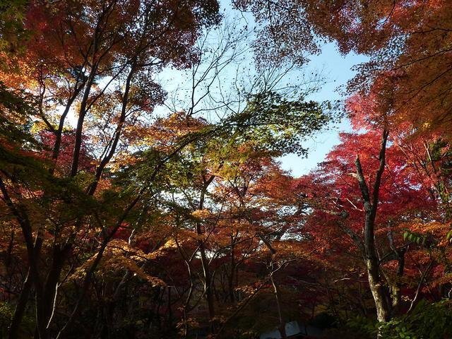 🏞️ 효고 현립 아리마후지 공원 (효고켄리츠 아리마후지 코엔) 이미지 8